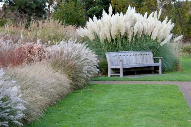 Planting Pampas Grass HGTV