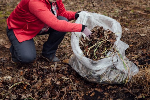 Putting Leaves Into Trash Bag