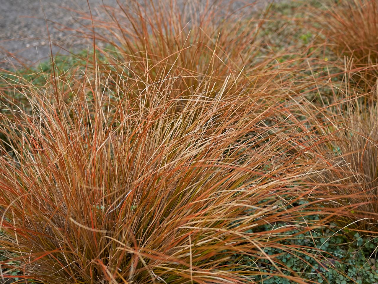 Festuca idahoensis