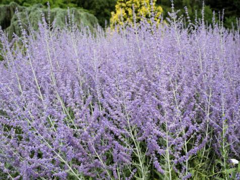 Planting and Growing Russian Sage