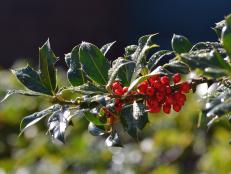 Winterberry Holly 