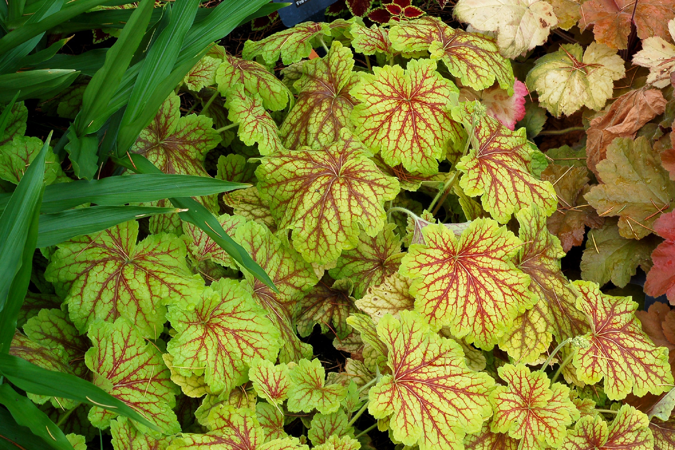 perennials for shade 12 inches tall perennials for shade 12 inches tall