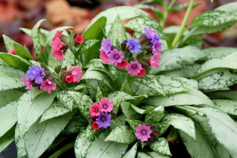 Perennial For Shade With Silver Leaves
