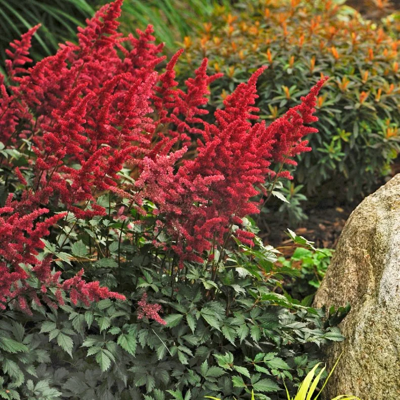 Red Astilbe Shade Perennial