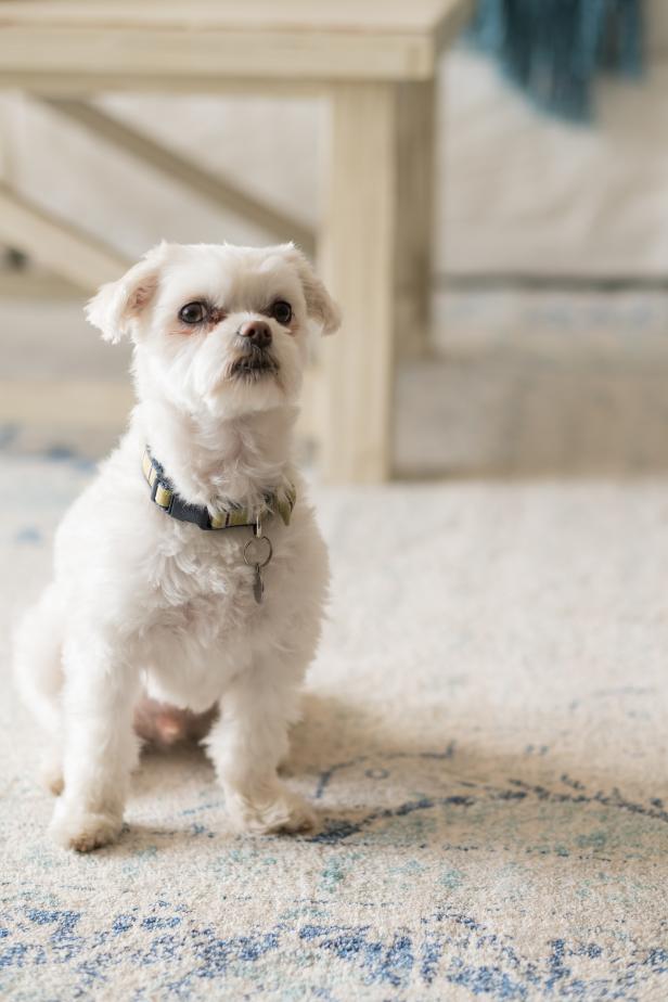 Are Dogs Allowed In Bargain Hunt