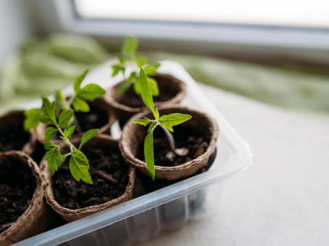 Learn How to Start Seedlings on a Windowsill