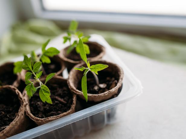 Tomato Seedlings in Pots