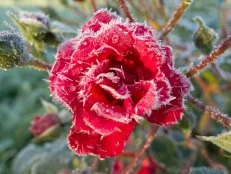 Frost-Covered Rose