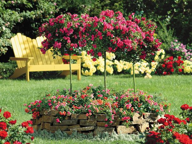 How To Grow Patio Roses In Containers, Roses Outdoor Furniture