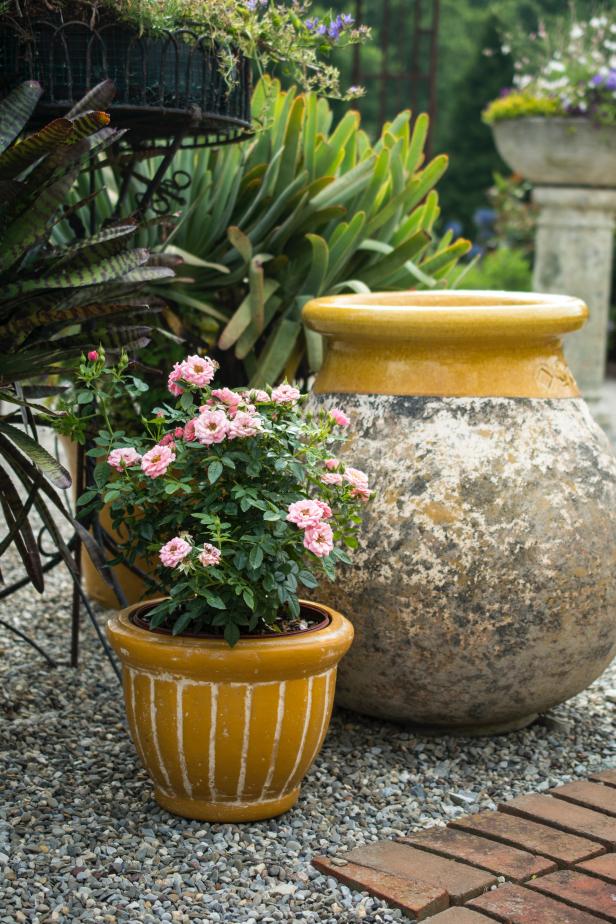 Pink Patio Rose in Container