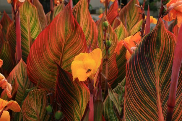 Variegated Tropical Plant