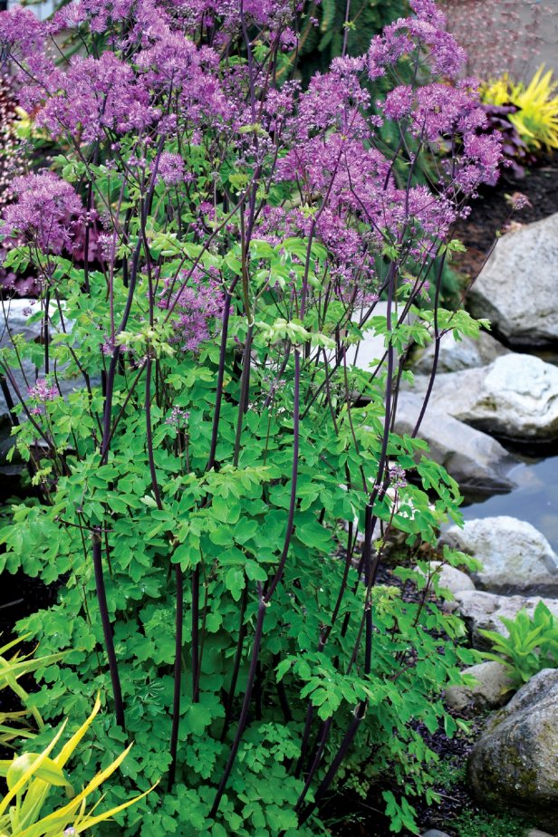 Perennial For Shade With Silver Leaves