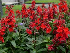 If you’ve got a garden spot that stays moist, we’ve got a plant for you. The easy-to-grow cardinal flower doesn’t mind moist-to-wet areas that other plants can’t stand.