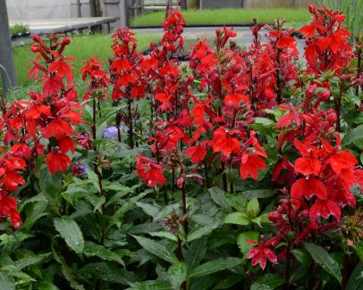 Image of Cardinal flower and Bristly Buttercup