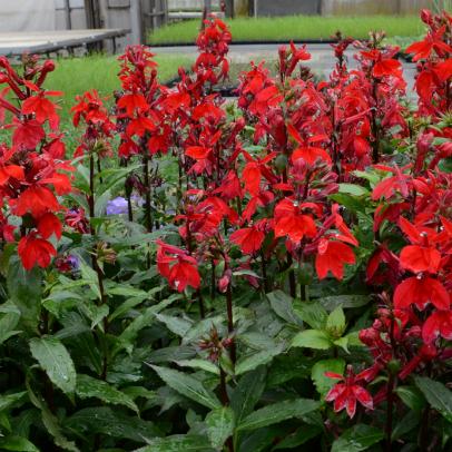 Image of Ageratum cardinal flower companion plant