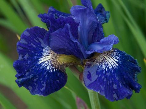 Growing Siberian Iris