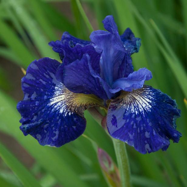 Iris Sibirica Perennial For Wet Soil