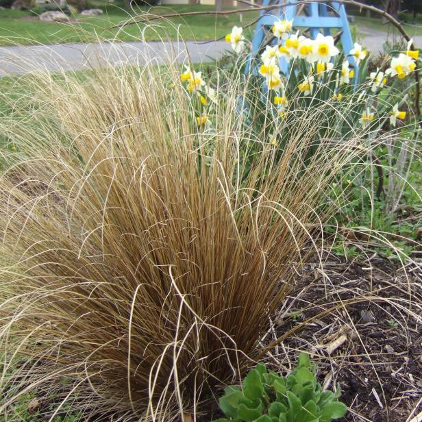 Bronze Sedge Ornamental Grass