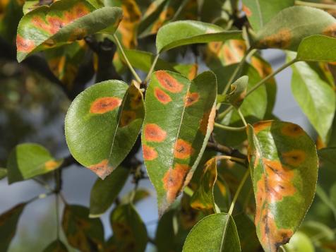 How to Treat Rust on Plants