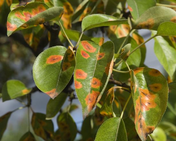 Rust on Plant Leaves