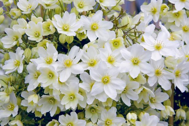 White Flowering Vine