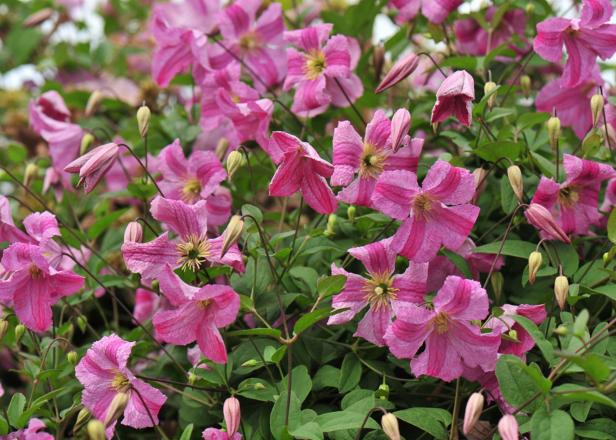 Pink Vining Clematis