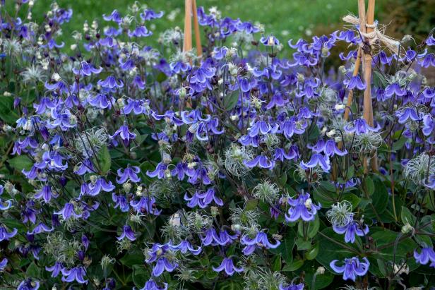 Upright Blue Shrub Clematis