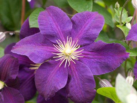 How To Prune Clematis