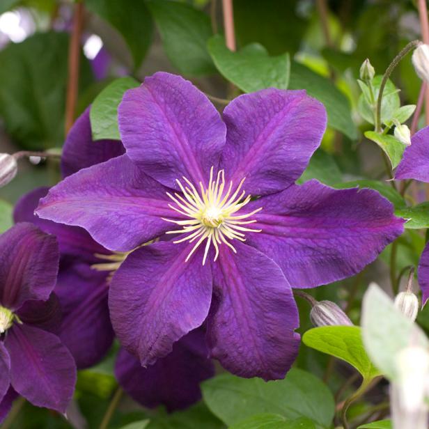 Purple Clematis Flower