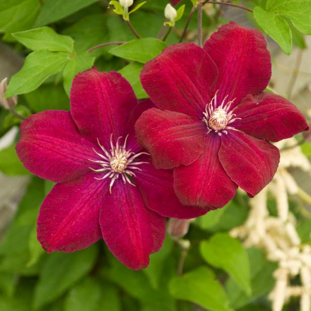 Red Clematis Flower Vine