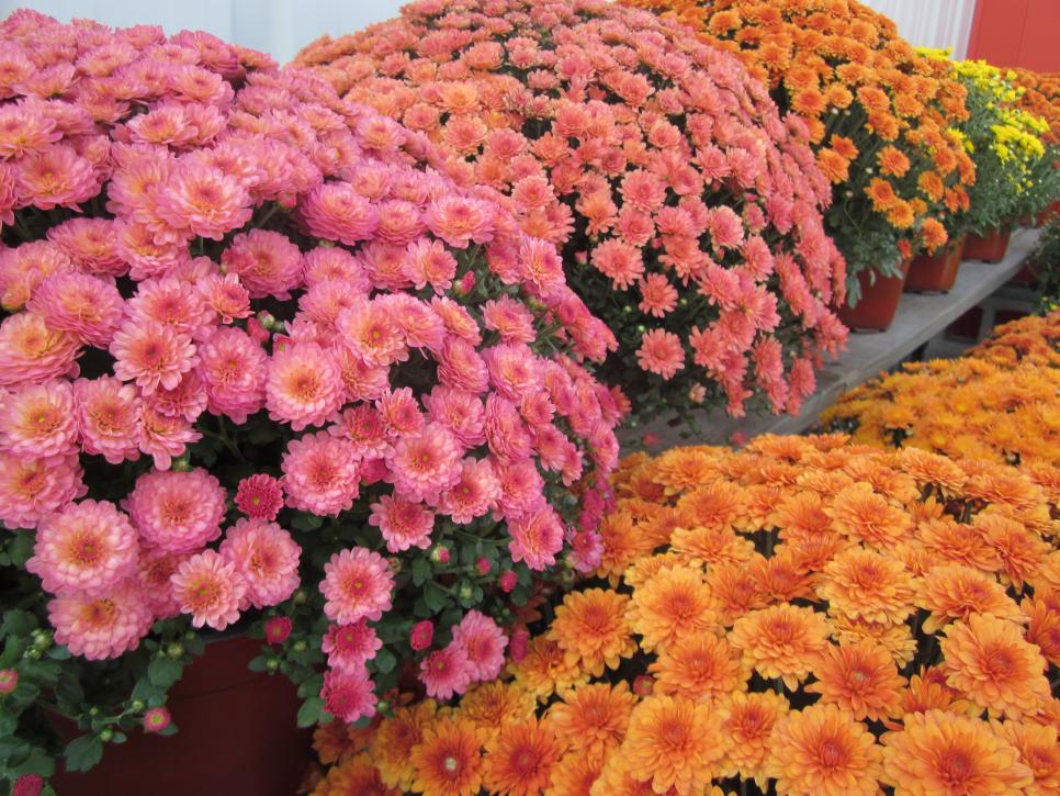 Best Perennials For Fall Hgtv