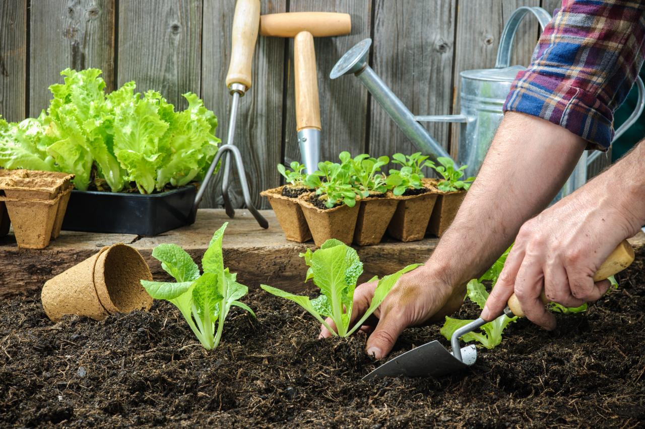 ¿A qué hora debes plantar tu jardín?