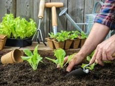 Planting Vegetables