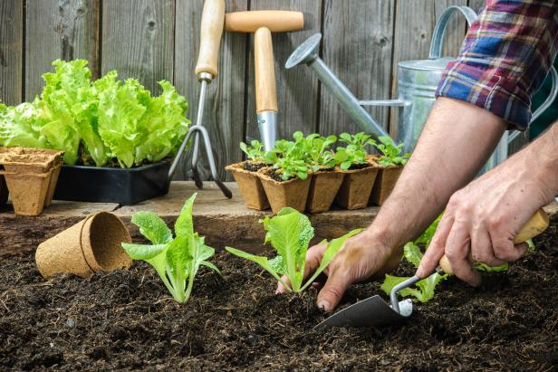 Planting Vegetables