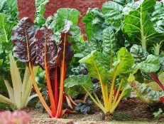 Swiss Chard Plants