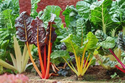 what garden vegetables grow best in the shade