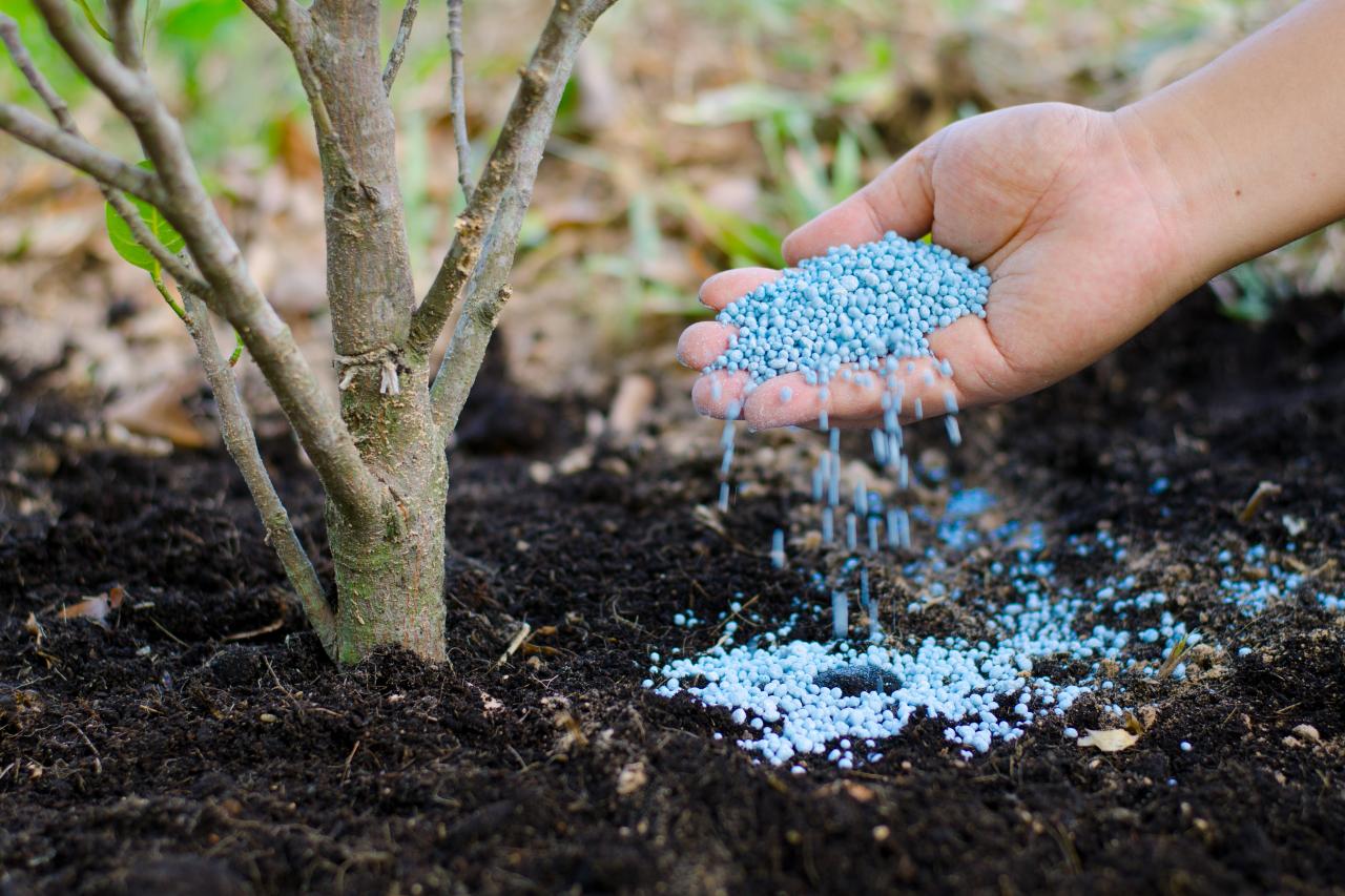 How to Fertilize a Tree HGTV