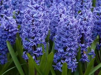 Hyacinth 'Blue Jacket'