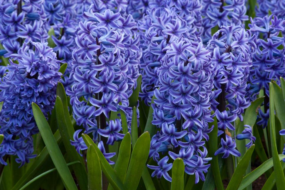 10 Bonny Blue Plants And Flowers Hgtv