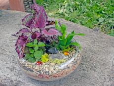 Terrarium with Fern, Evergreen and Foliage