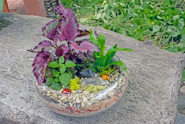 Terrarium with Fern, Evergreen and Foliage