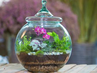 Terrarium with Mini Orchids, Tropical Plants, Fern, Air Plant and Moss