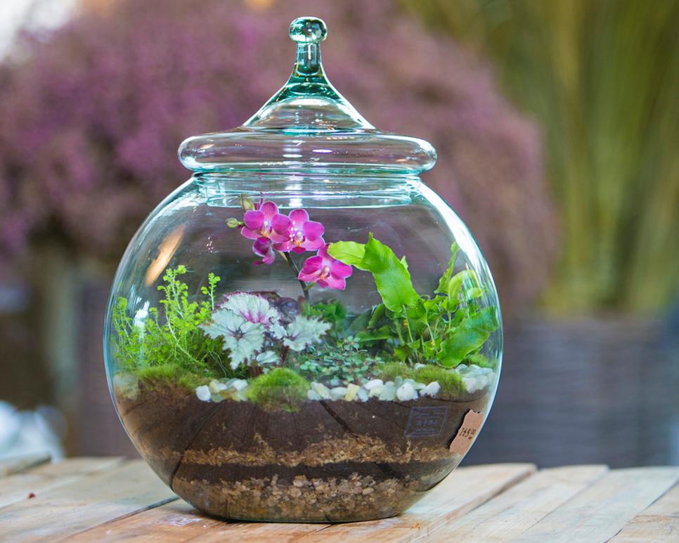 Terrarium with Mini Orchids, Tropical Plants, Fern, Air Plant and Moss