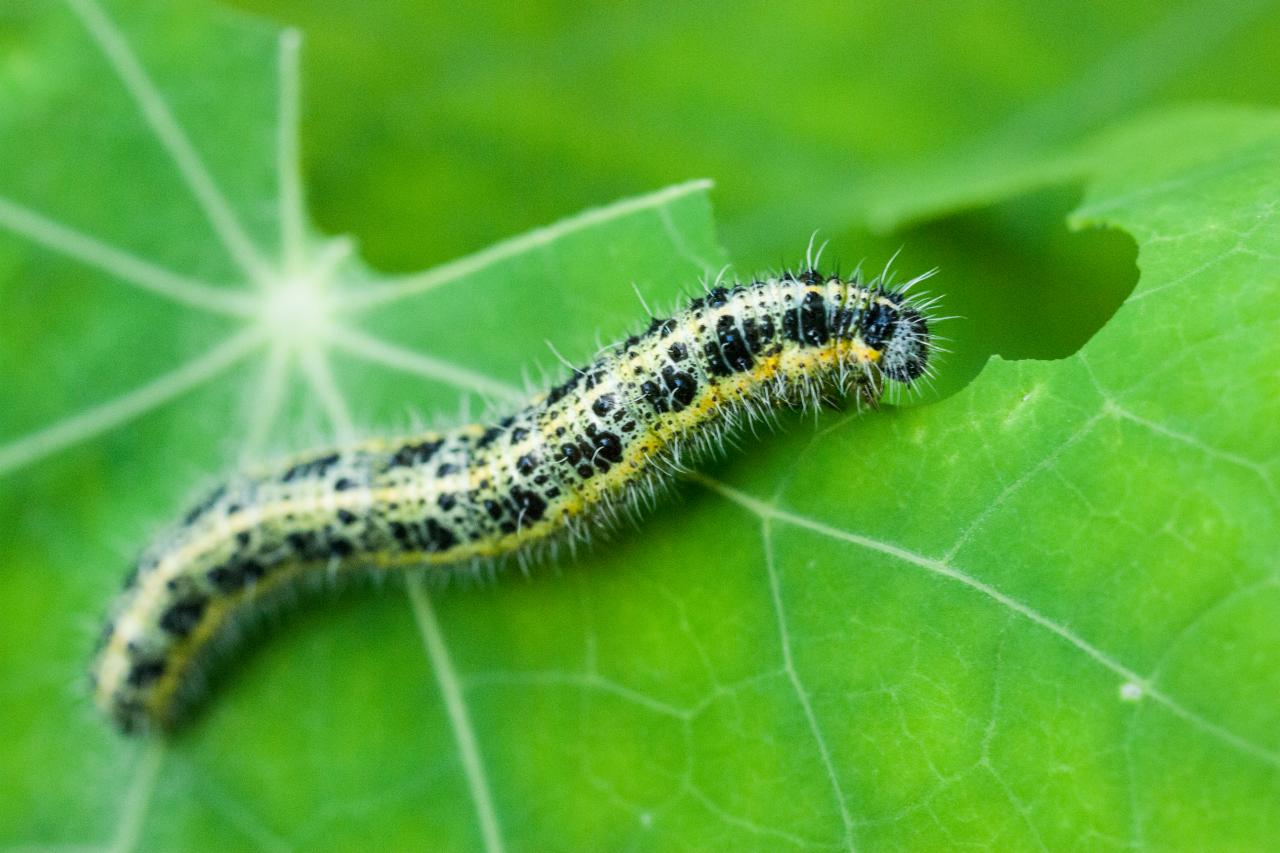 How to Keep Caterpillars Out of the Garden | HGTV
