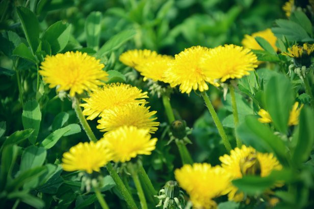 Dandelion Plants