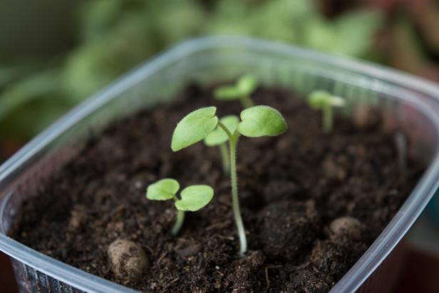 Plant Seedlings