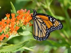 Monarch Butterfly on Milkweed Plant