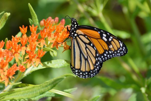 Nectar plants for attract butterflies to your butterfly garden gardens