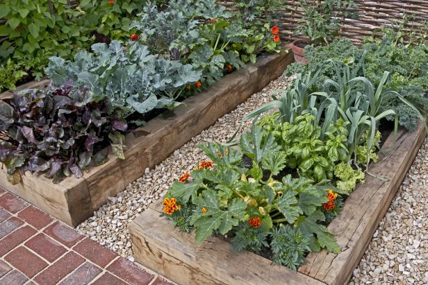 Vegetable Garden in Raised Beds