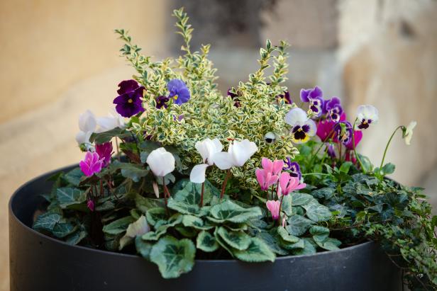 How to Protect Potted Plants in Winter | HGTV